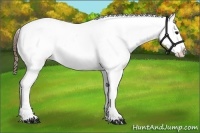Horse Color:White Spotted Bay Appaloosa