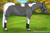 Horse Color:Silver Black Chinchilla Ice Tobiano