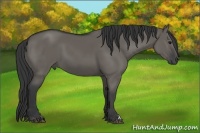 Horse Color:Grullo 
