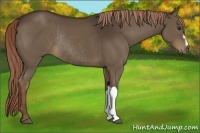Horse Color:Liver Chestnut Rabicano 