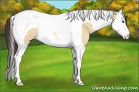 Horse Color:Amber Champagne Roan Dun Splash Tobiano 