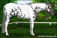 Horse Color:Black Tobiano Near Leopard 