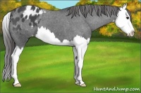 Horse Color:Blue Roan Splash Varnish 