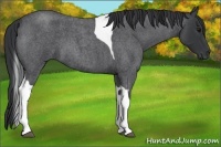 Horse Color:Blue Roan Tobiano