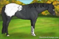 Horse Color:Blue Roan Appaloosa