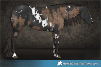 Horse Color:Liver Red Dun Brindle  and White Spotted Liver Chestnut 