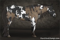 Horse Color:Liver Red Dun and White Spotted Liver Chestnut