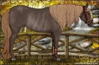 Horse Color:Liver Chestnut Rabicano 