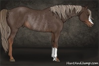 Horse Color:Liver Chestnut Rabicano 