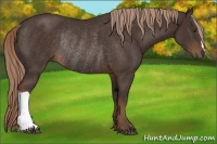 Horse Color:Liver Chestnut Rabicano 