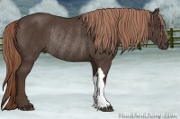 Horse Color:Liver Chestnut Rabicano 