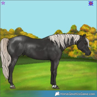 Horse Color:Liver Chestnut Mushroom Rabicano