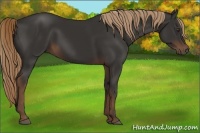 Horse Color:Liver Chestnut Rabicano 