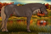 Horse Color:Liver Chestnut Rabicano 