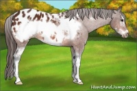 Horse Color:White Spotted Bay Frame Appaloosa 