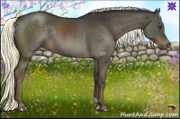 Horse Color:Liver Chestnut Rabicano