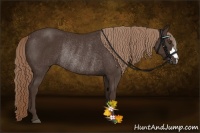 Horse Color:Liver Chestnut Rabicano 