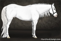 Horse Color:Silver Buckskin Appaloosa