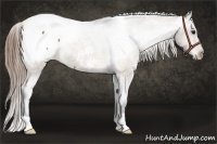 Horse Color:Buckskin Appaloosa