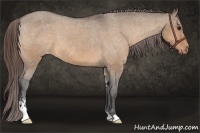 Horse Color:Bay Dun Sabino Appaloosa