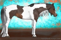Horse Color:Brown Tobiano Appaloosa 