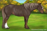 Horse Color:Liver Chestnut Rabicano