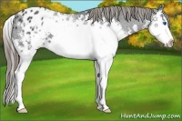 Horse Color:Smoky Black Splash Appaloosa 
