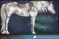 Horse Color:White Spotted Liver Chestnut Ice Splash Rabicano