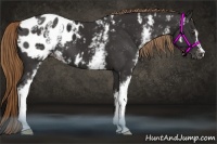 Horse Color:White Spotted Liver Chestnut Appaloosa