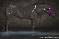 Horse Color:White Spotted Liver Chestnut Rabicano 