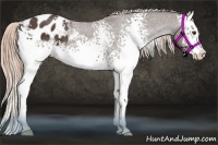 Horse Color:White Spotted Liver Chestnut Splash Appaloosa 