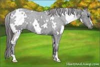 Horse Color:White Spotted Black Appaloosa 
