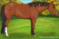 Horse Color:Bay 