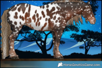 Horse Color:Liver Chestnut Blanket Rabicano 