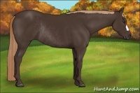 Horse Color:Liver Chestnut Rabicano 