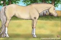 Horse Color:Silver Classic Champagne Dun Splash Frame 