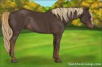 Horse Color:Liver Chestnut Rabicano