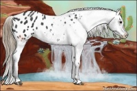 Horse Color:Smoky Black Appaloosa 