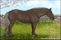 Horse Color:Liver Chestnut Rabicano