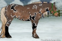 Horse Color:White Spotted Liver Chestnut Rabicano 