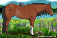 Horse Color:Bay Rabicano 
