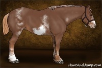 Horse Color:White Spotted Chestnut Frame 