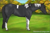 Horse Color:Black Tobiano 