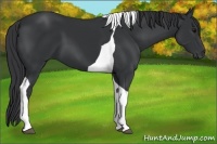 Horse Color:Black Tobiano 