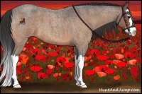 Horse Color:Buckskin Roan Splash 