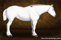 Horse Color:Gray Chestnut Frame