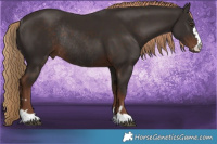 Horse Color:Liver Chestnut Rabicano 