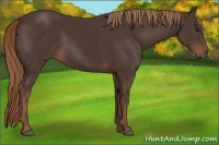 Horse Color:Liver Chestnut Rabicano 