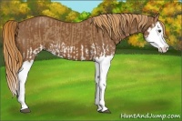 Horse Color:Red Dun Splash  and Chestnut Splash 