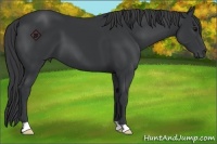 Horse Color:Black 